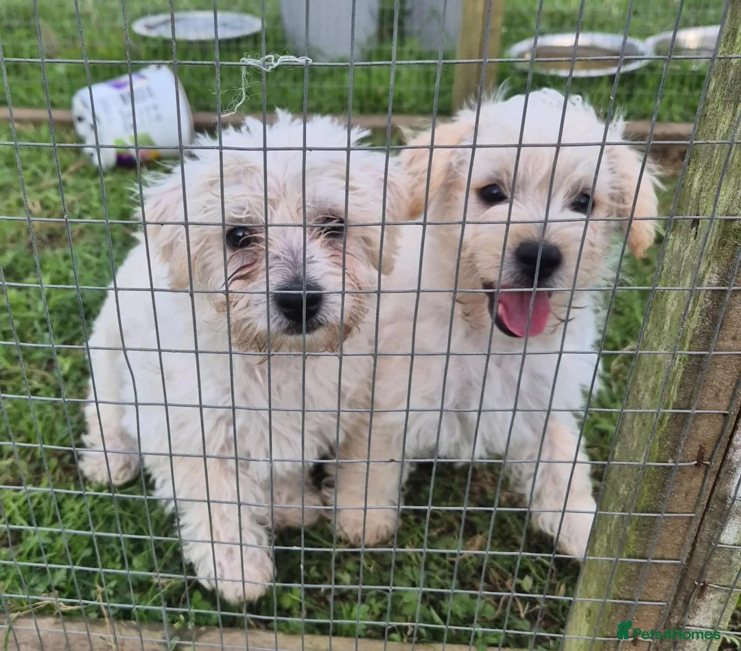 Westiepoo dogs for sale: Westie poo puppies in Gravesend - Advert 1