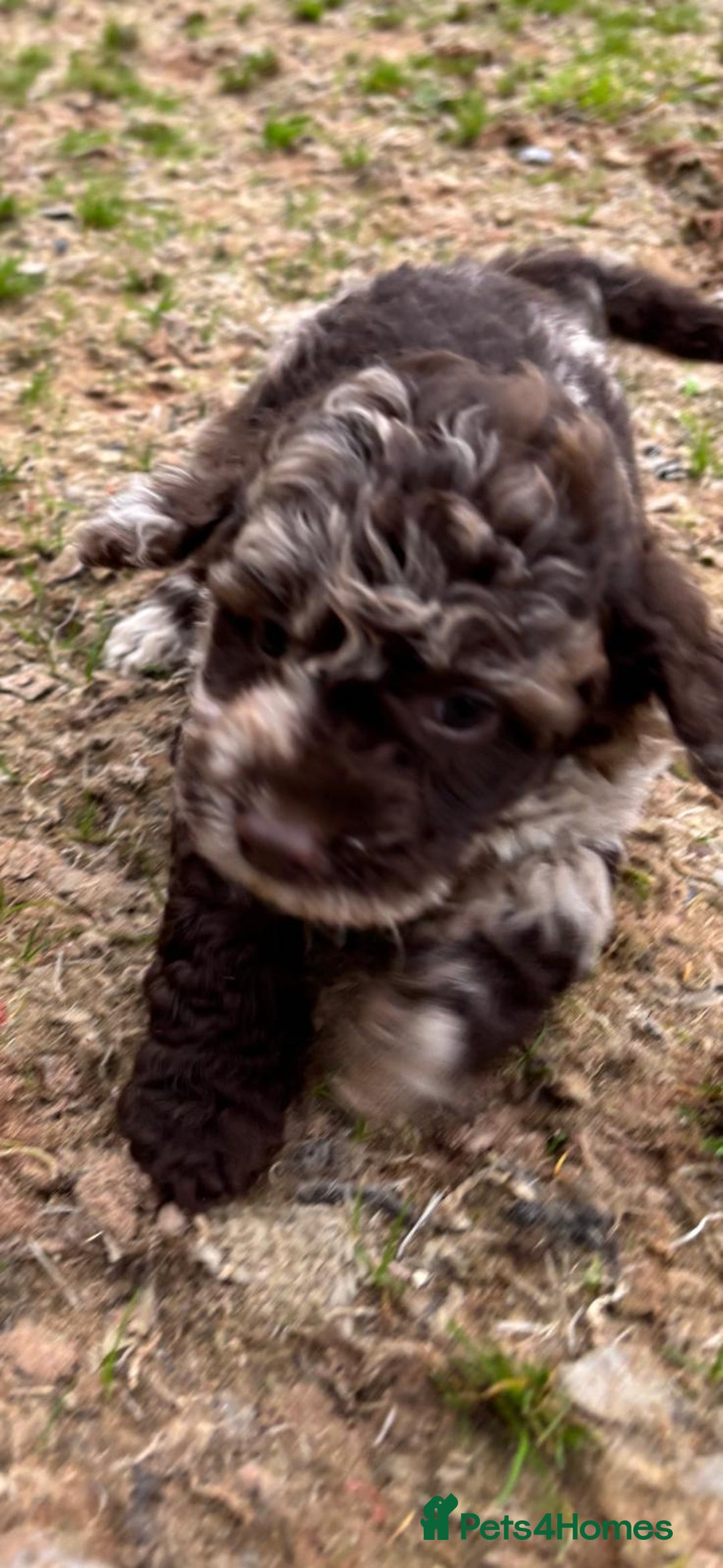 Cockapoo dogs for sale: Chocolate  merle  - Image 5