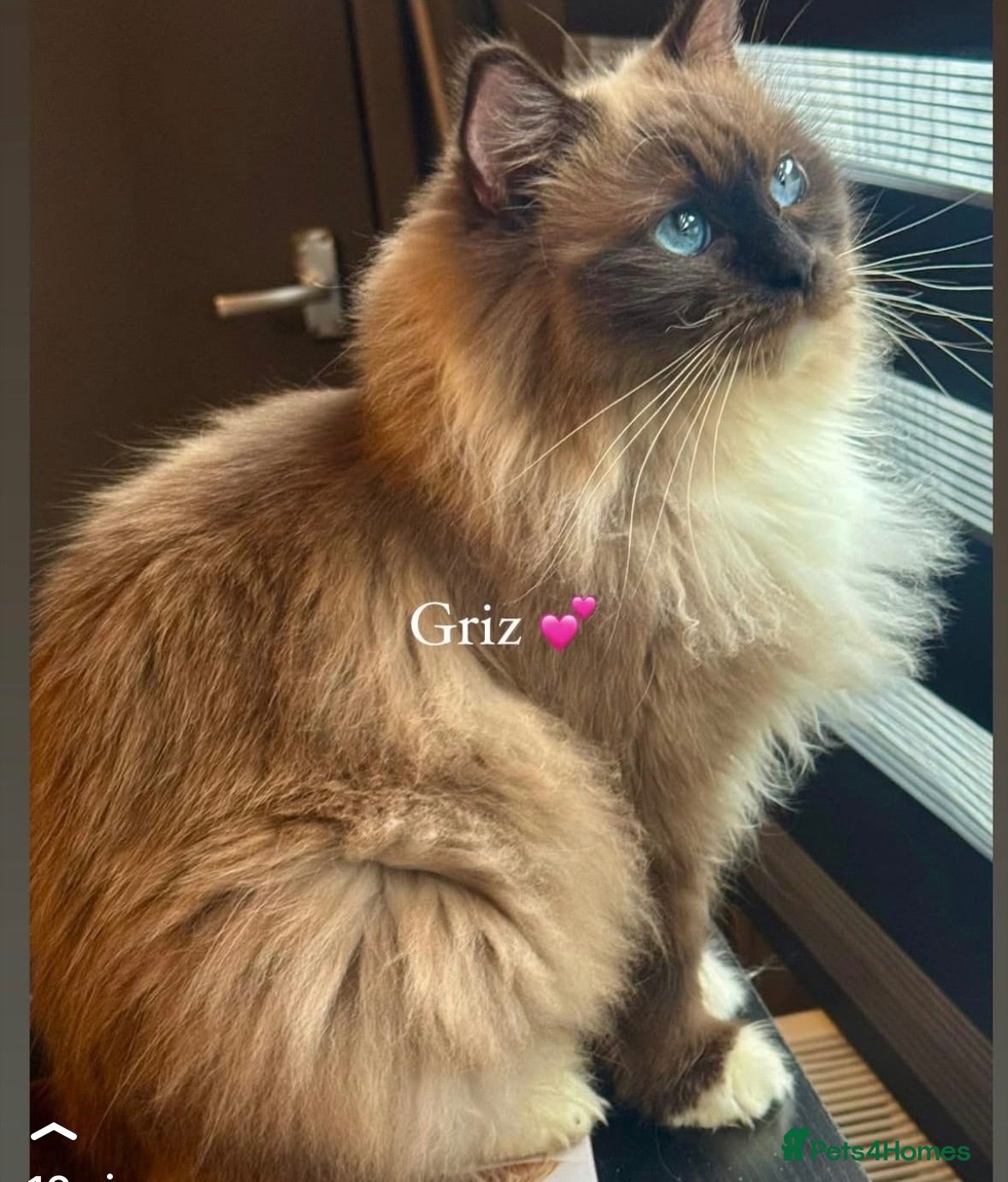 Ragdoll cats Lilac Chocolate full pedigree - Advert 15