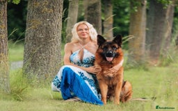 German Shepherd dogs for sale: Superb litter from up coming Top German Male  - Image 2