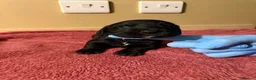 Cocker Spaniel dogs for sale: Beautiful Male Cocker Spaniel Puppies - Advert 4