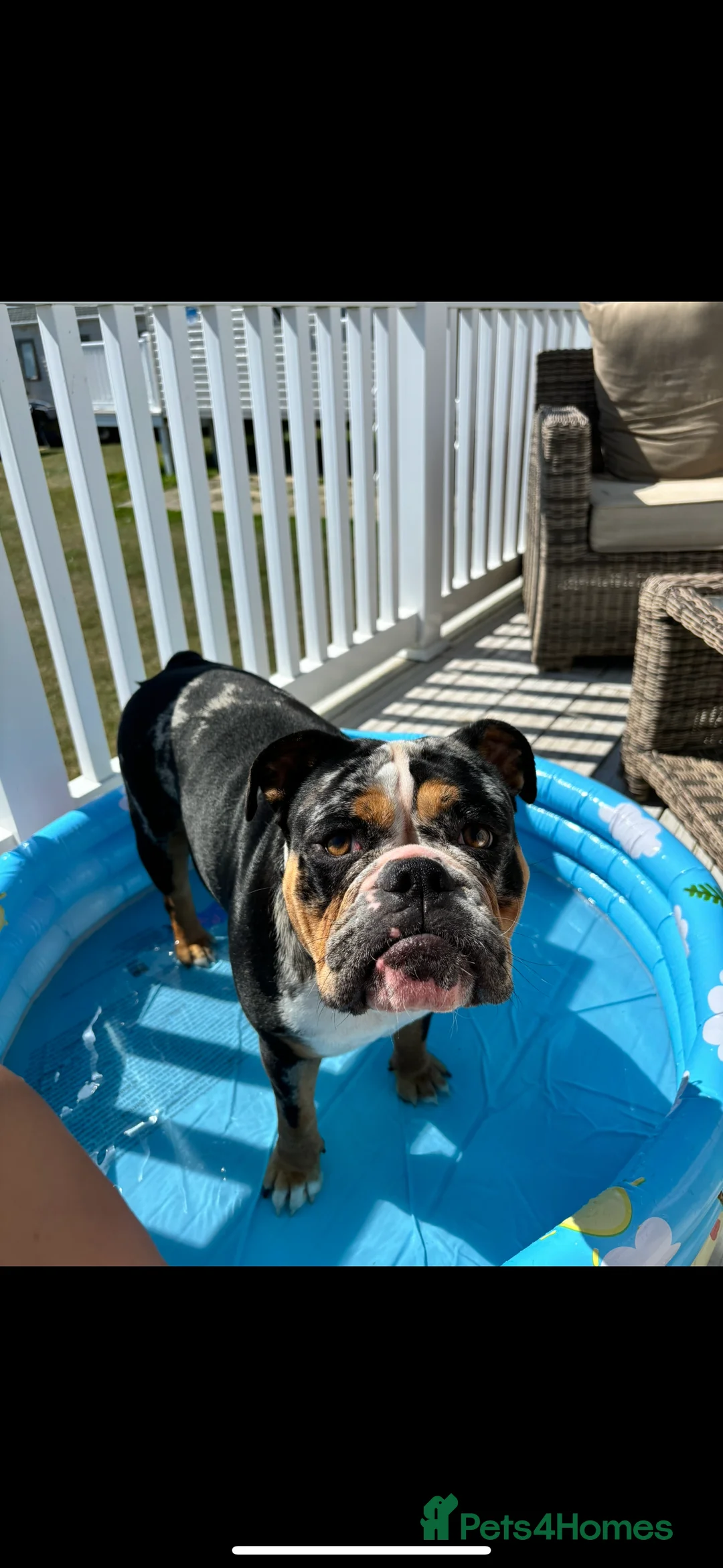 Old Tyme Bulldog dogs for sale: Enzo  - Advert 6