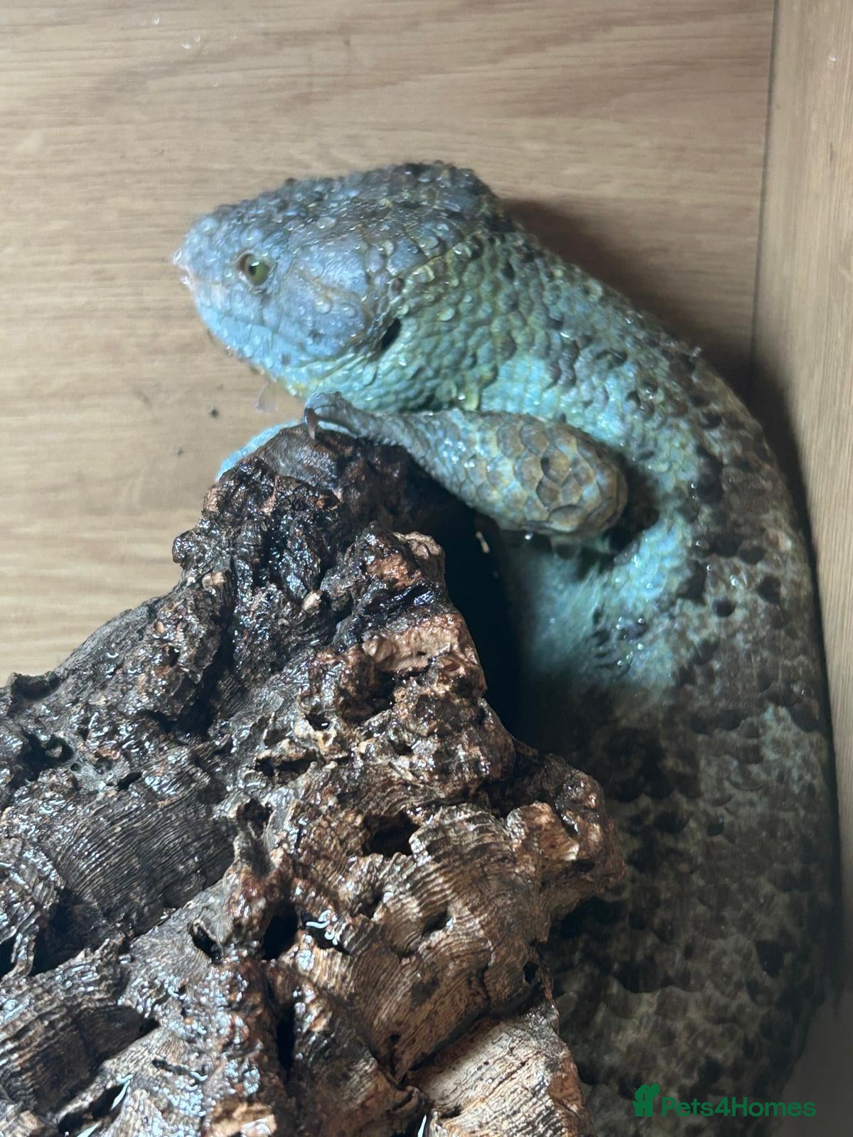 Skink reptiles Prehensile tailed skink - Advert 1