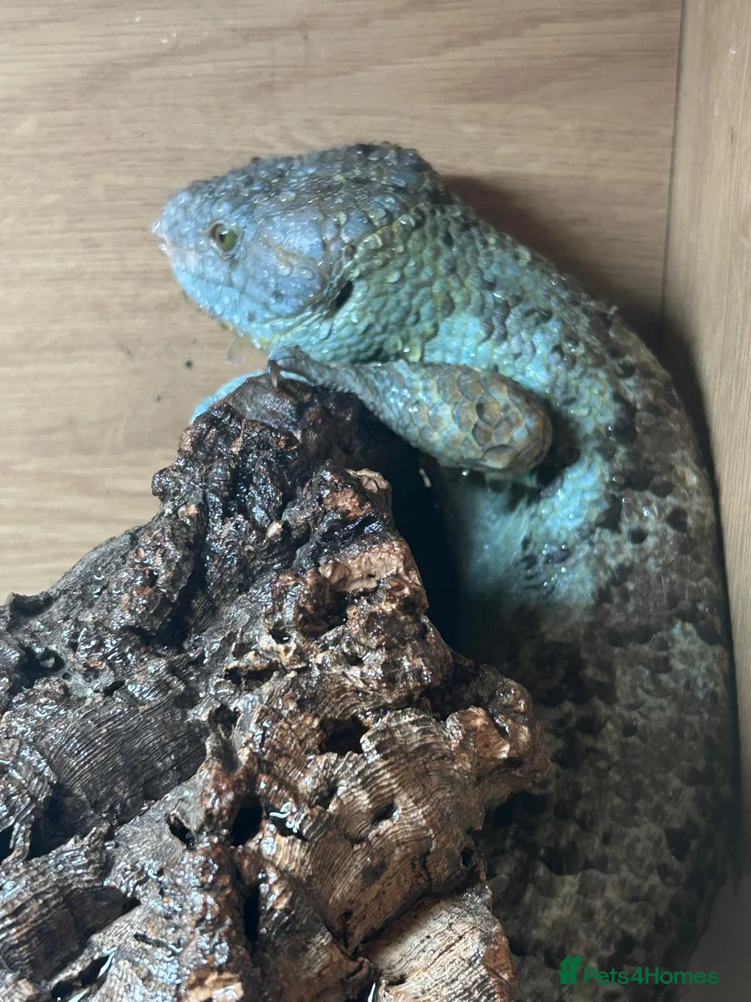 Skink reptiles for sale: Prehensile tailed skink - Advert 1