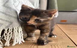 British Longhair cats for sale: Longhair & Shorthair Kittens - Image 14