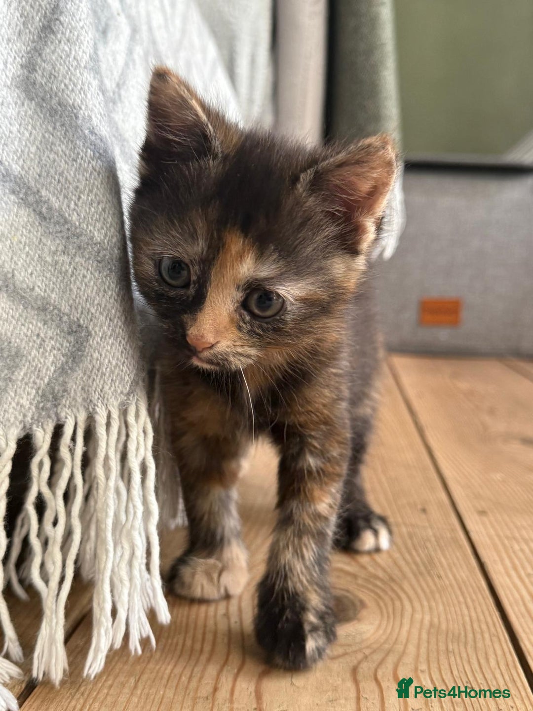 British Longhair cats for sale: Longhair & Shorthair Kittens - Image 14