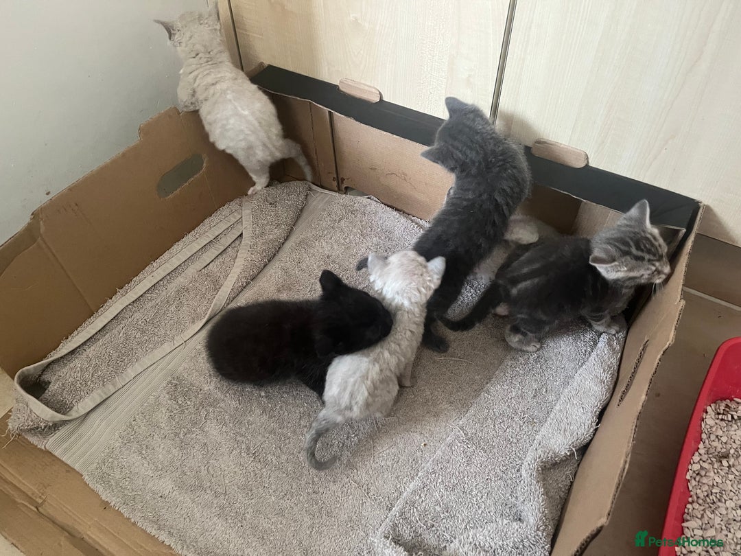British Shorthair cats for sale: 6 adorable BSH kittens looking for forever homes  - Image 5