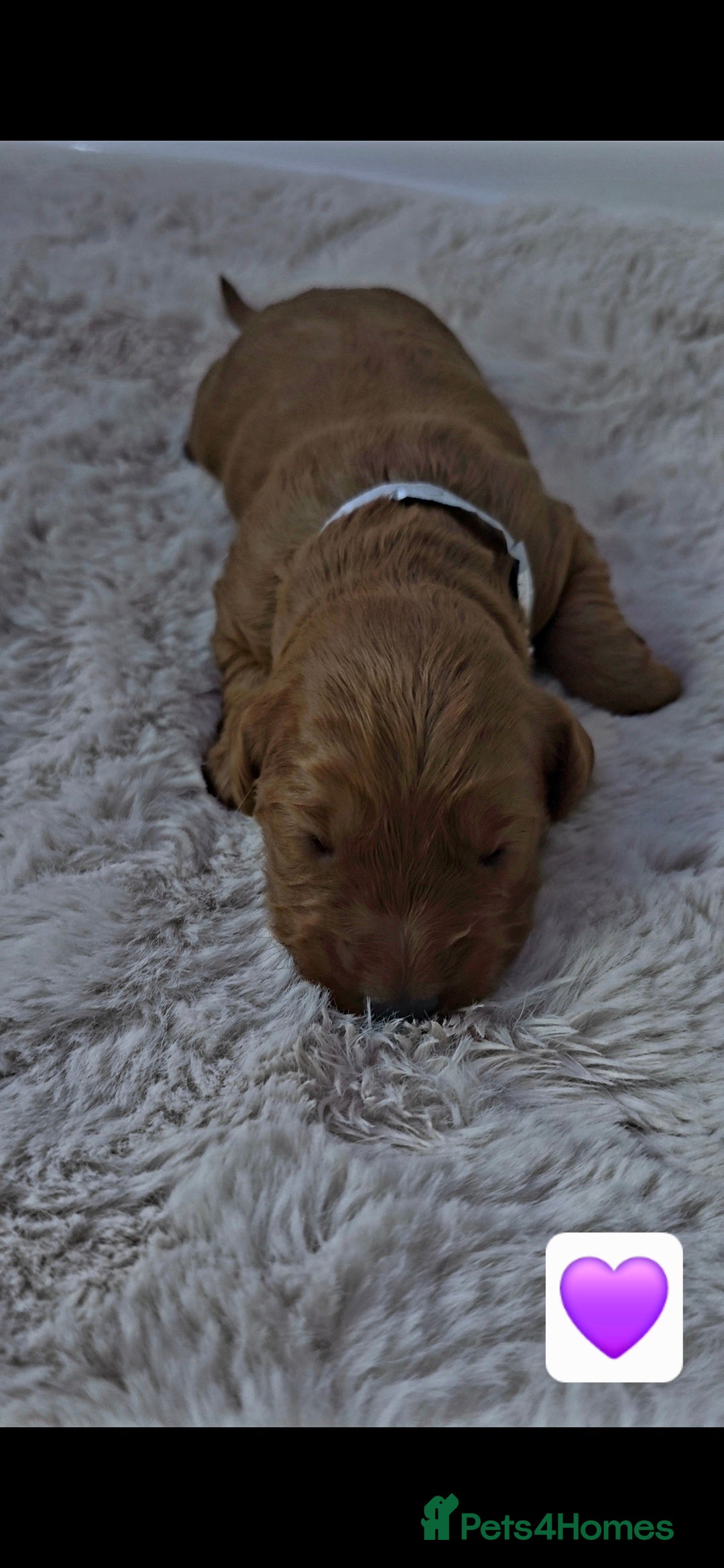 Cockapoo dogs for sale: 🐶🐾Beautiful Fox red F1 Cockerpoo Puppies 🐾🐶 - Advert 6