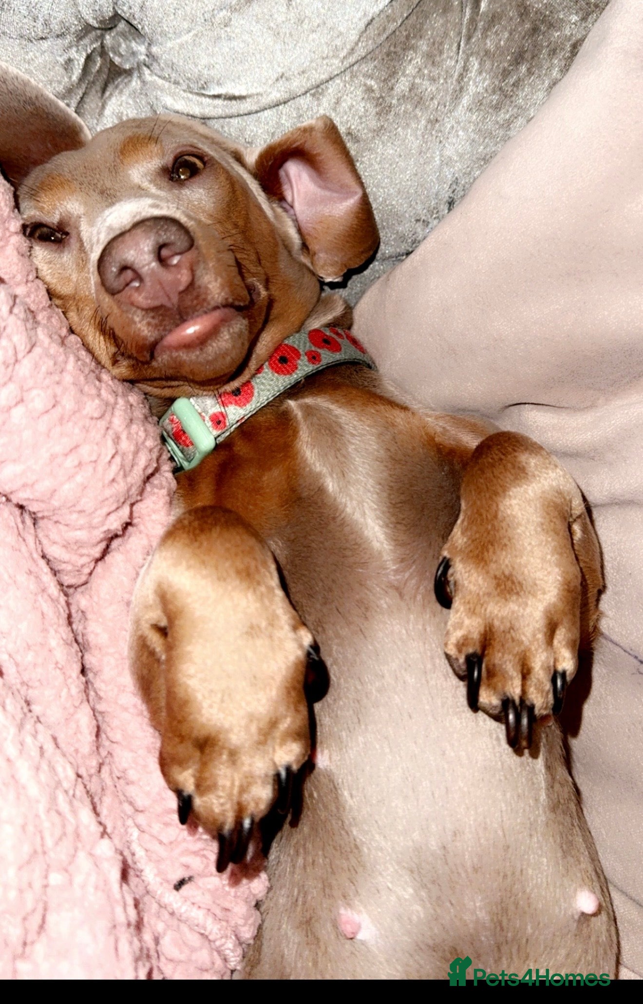 Miniature Dachshund dogs For sale - Daisy - miniature dachshund  - Advert 8