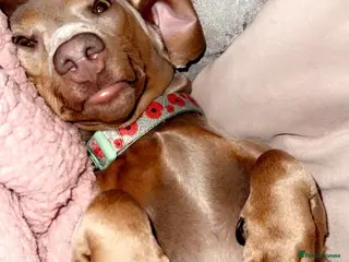 Miniature Dachshund dogs For sale - Daisy - miniature dachshund - Advert 8