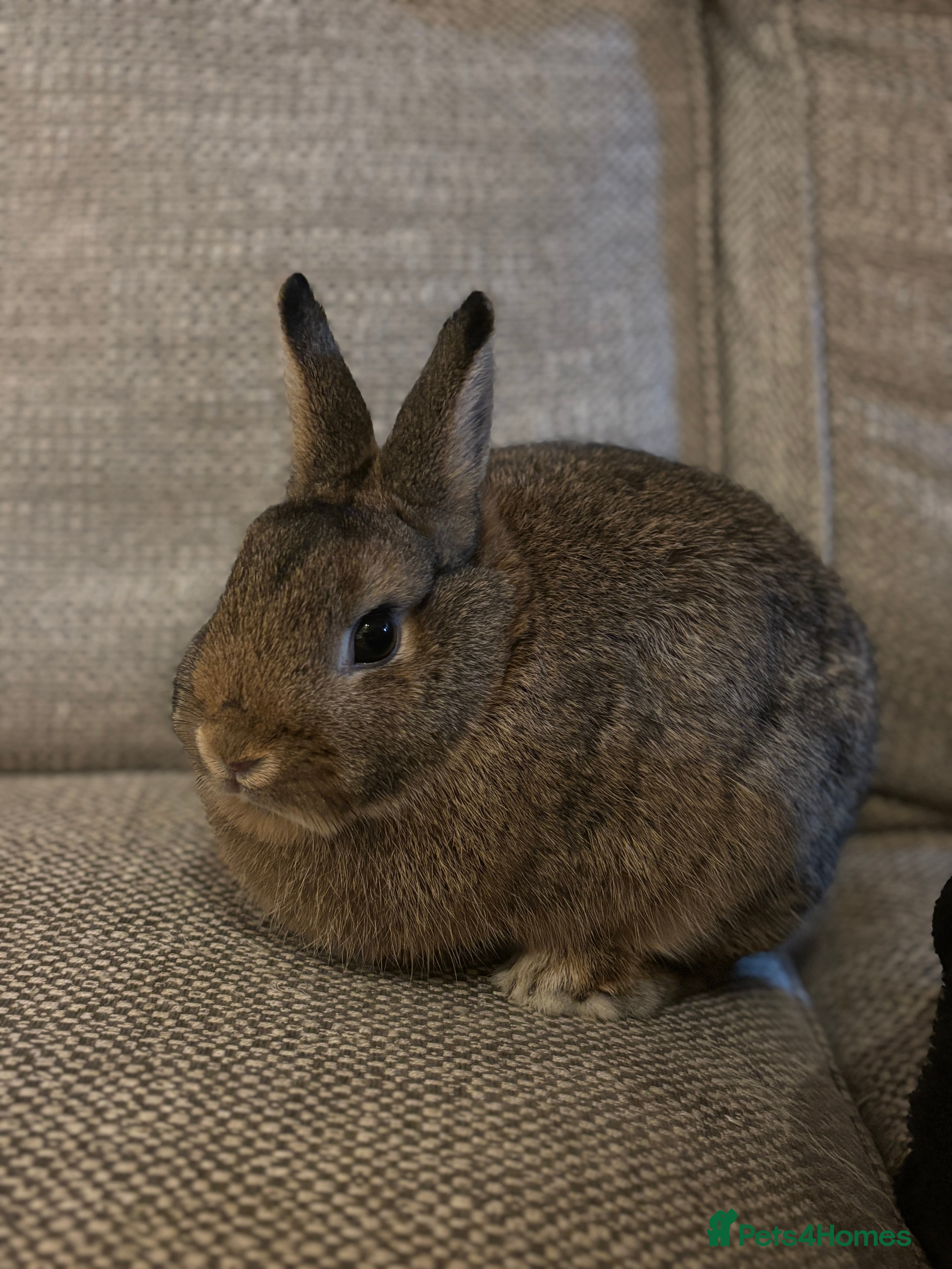 Netherland Dwarf rabbits Netherland Dwarf Needing Home - Advert 2
