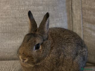 Netherland Dwarf rabbits Netherland Dwarf Needing Home - Advert 2