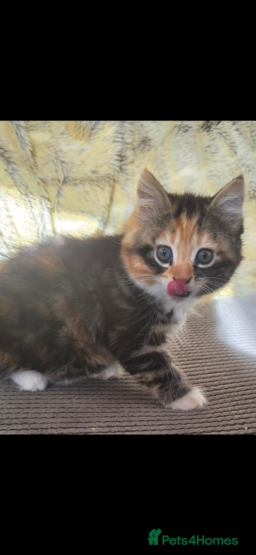 Mixed Breed cats Beautiful kittens  - Advert 7