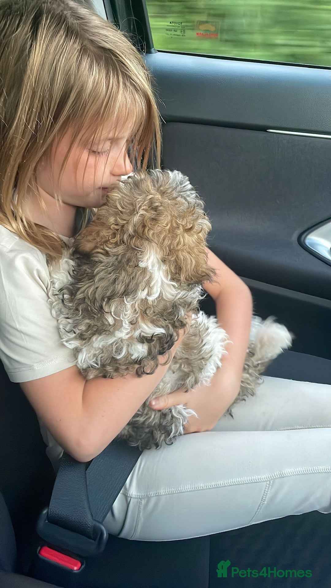 Shihpoo dogs for sale: Sad sale of our shihpoo girl lottie - Advert 6