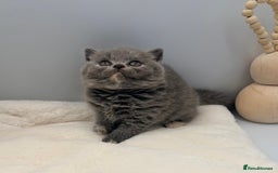 British Shorthair cats for sale: PEDIGREE REGISTERED CHUNKY BRITISH SHORTHAIRS  - Image 20