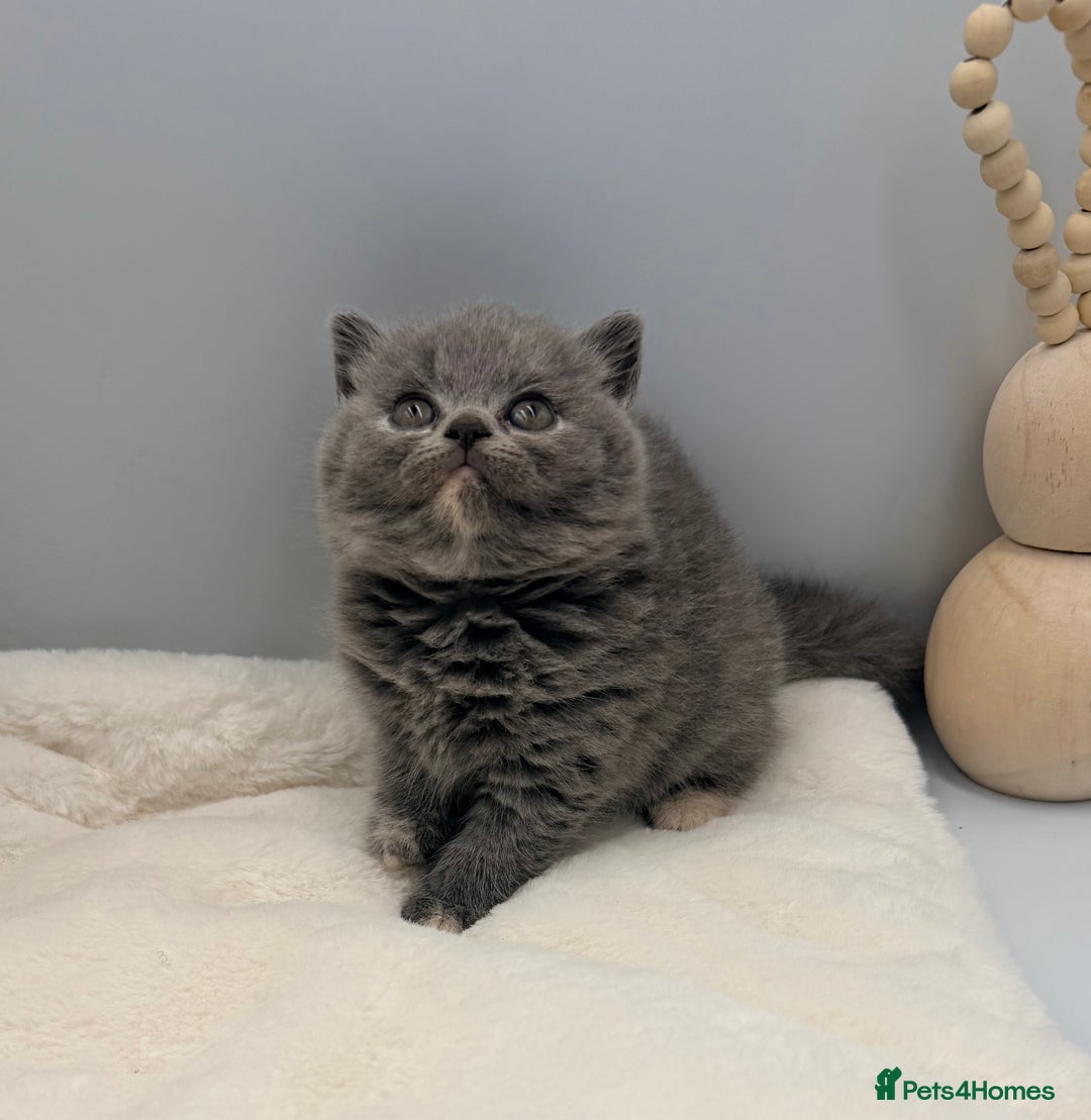 British Shorthair cats for sale: PEDIGREE REGISTERED CHUNKY BRITISH SHORTHAIRS  - Image 20