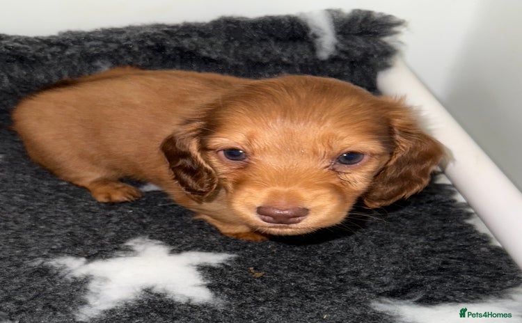Miniature Dachshund dogs 💚🧡Stunning KC Longhaired Mini Dachshunds💚🧡 - Advert 16