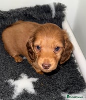Miniature Dachshund dogs 💚🧡Stunning KC Longhaired Mini Dachshunds💚🧡 - Advert 8
