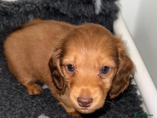 Miniature Dachshund dogs 💚🧡Stunning KC Longhaired Mini Dachshunds💚🧡 - Advert 15