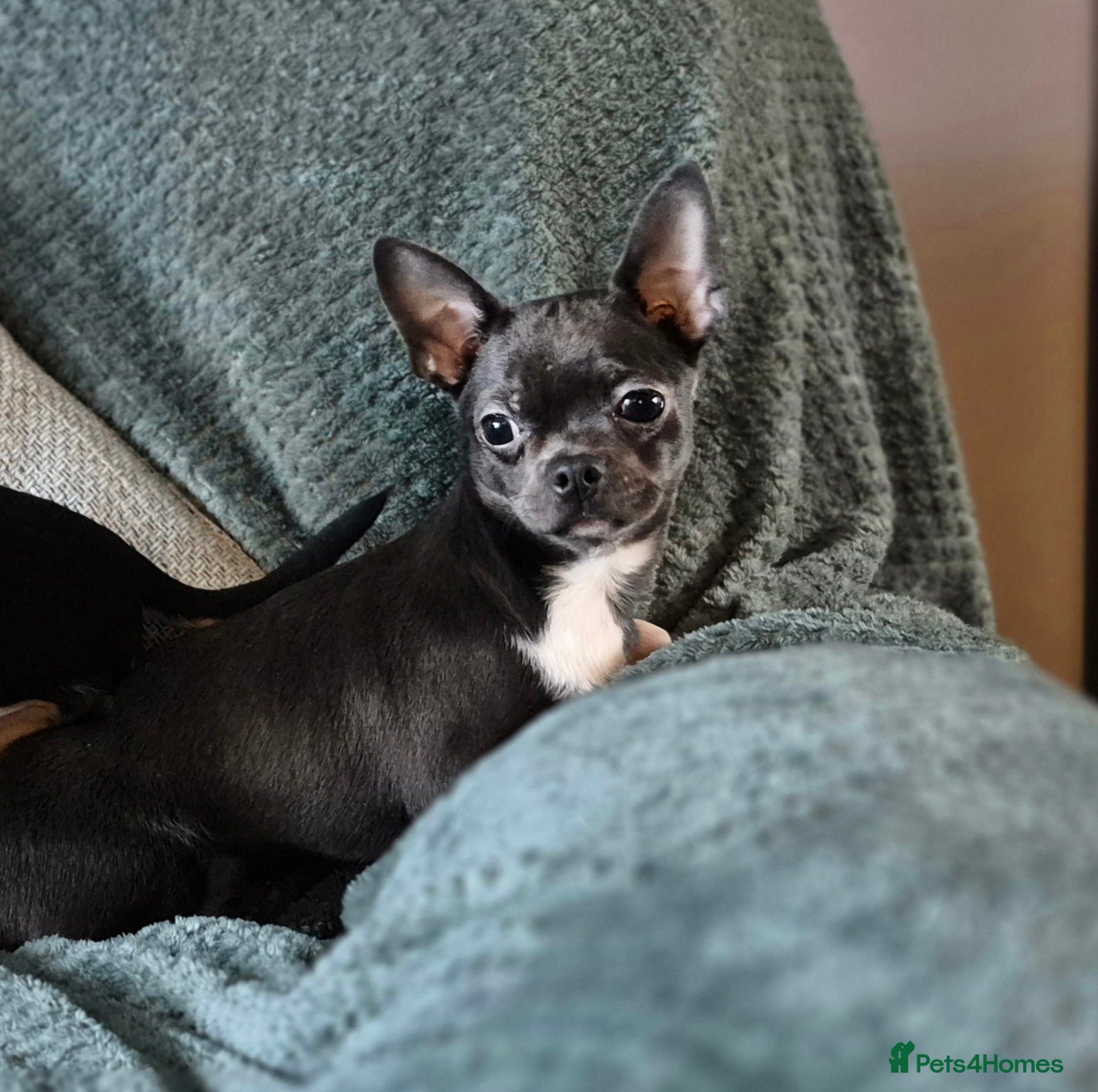 Chihuahua dogs ❤️❤️KC Reg Blue Chihuahua Male Ready Now ❤️❤️ - Advert 1