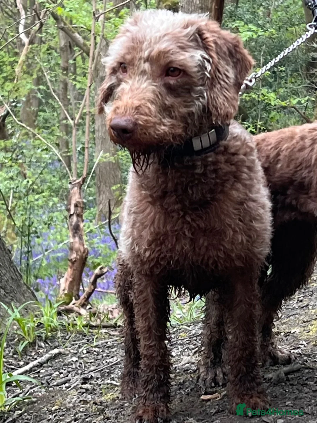 Mixed Breed dogs for sale: Beautiful F1 Bedlington Whippet  in Bradford - Advert 2