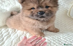 Chow Chow dogs for sale: Gorgeous kc chow chows in Middlesbrough - Image 3