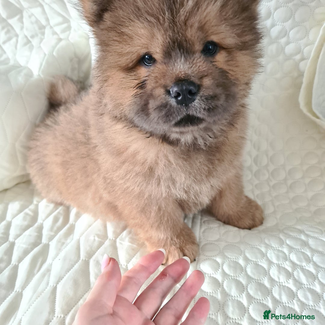 Chow Chow dogs for sale: Gorgeous kc chow chows in Middlesbrough - Image 3