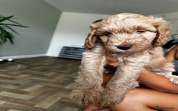 Cockapoo dogs for sale: 4 girls and 1 boy beautiful cockapoo - Image 12