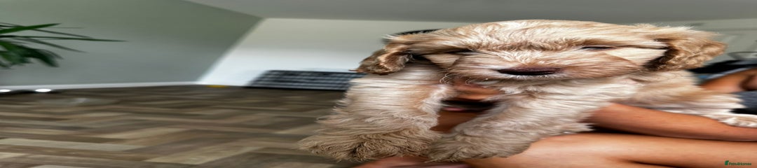 Cockapoo Puppy 3