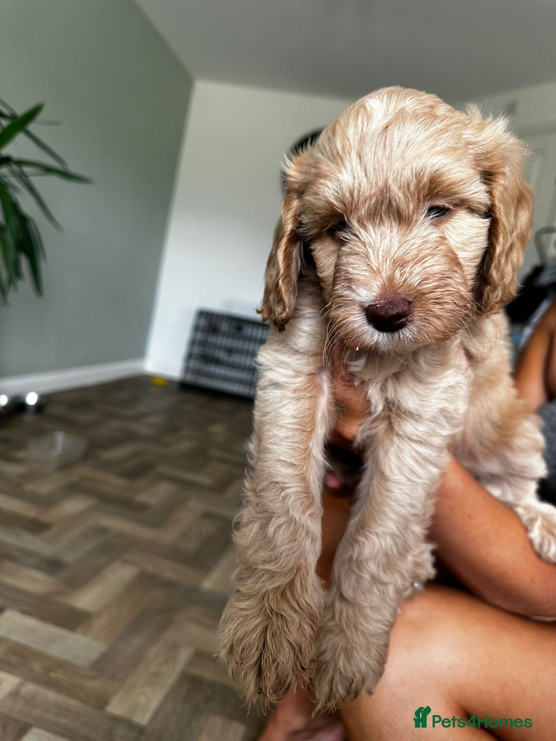 Cockapoo dogs for sale: 4 girls and 1 boy beautiful cockapoo - Image 12