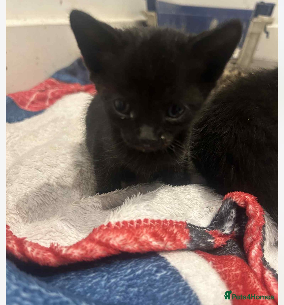 Savannah cats 2 black smoke Savanna's left f3 need a home asap  - Advert 1