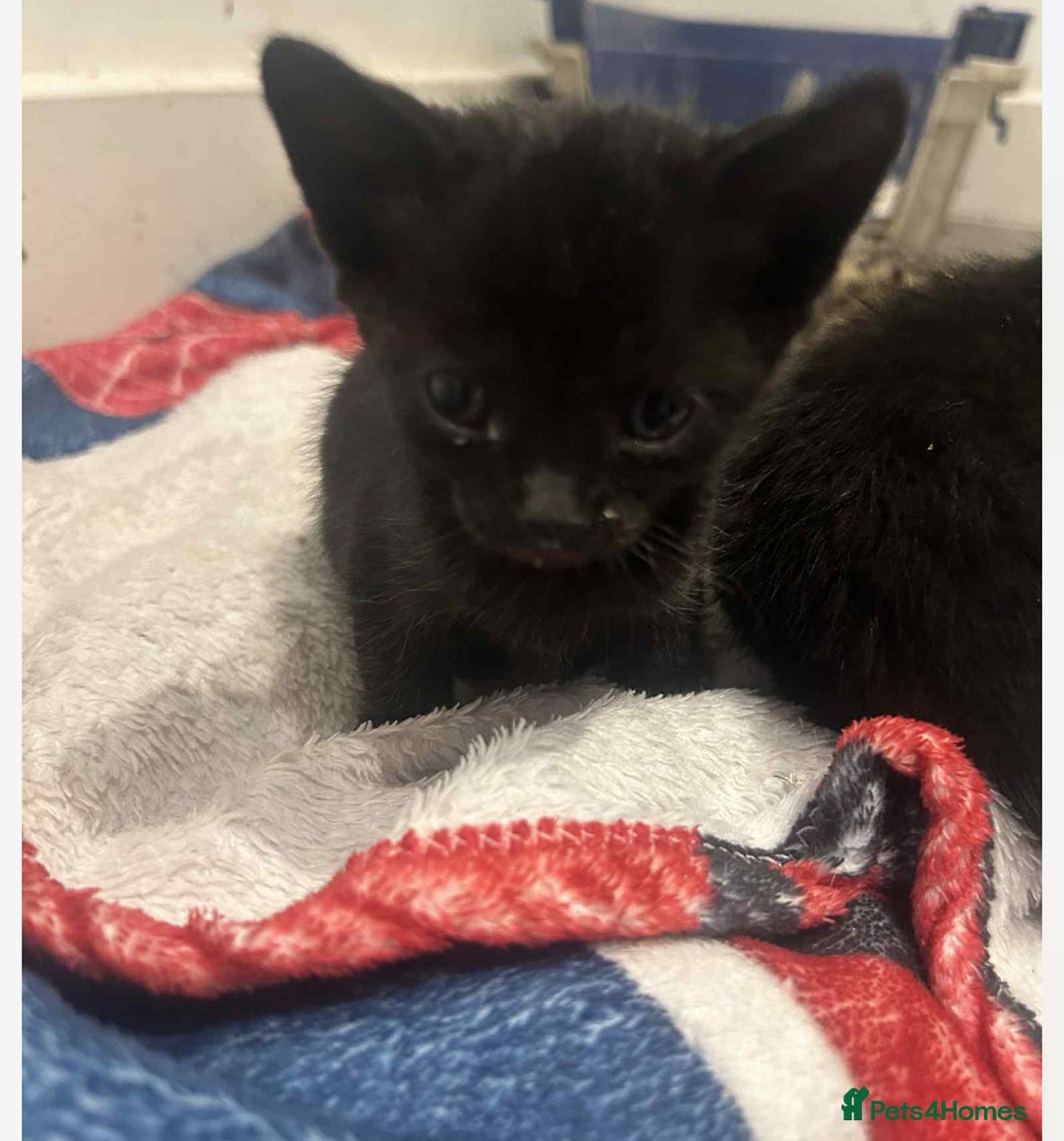 Savannah cats for sale: 2 black smoke Savanna's left f3 need a home asap  - Advert 1