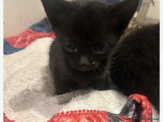 Savannah cats 2 black smoke Savanna's left f3 need a home asap - Advert 2