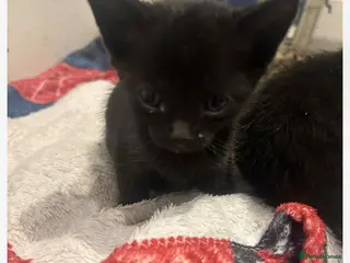 Savannah cats 2 black smoke Savanna's left f3 need a home asap - Advert 6