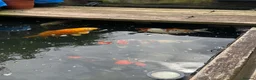 Koi Carp fish for sale: Large Japanese koi carp - Advert 3