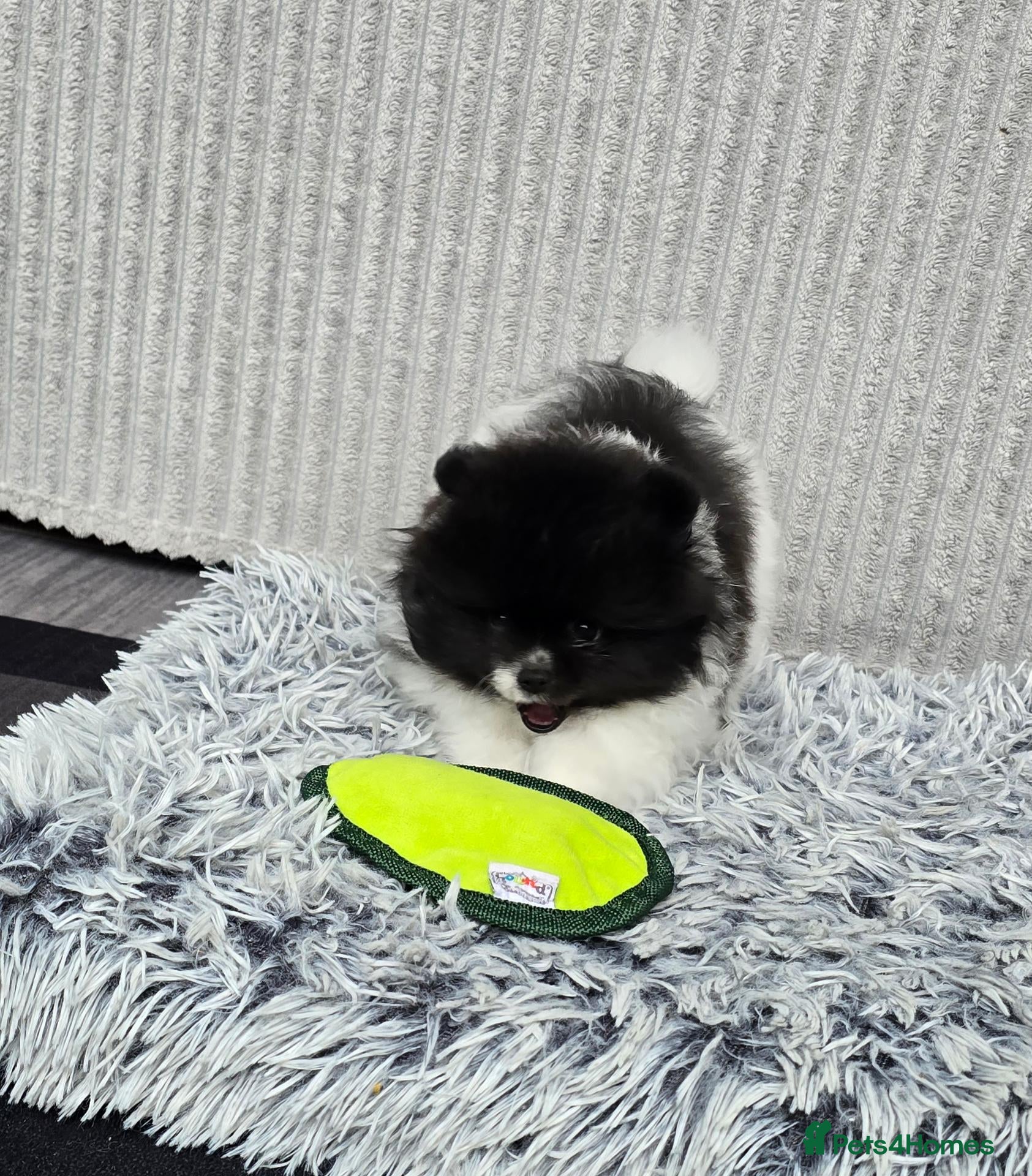 Pomeranian dogs Particolour Poms - Advert 2
