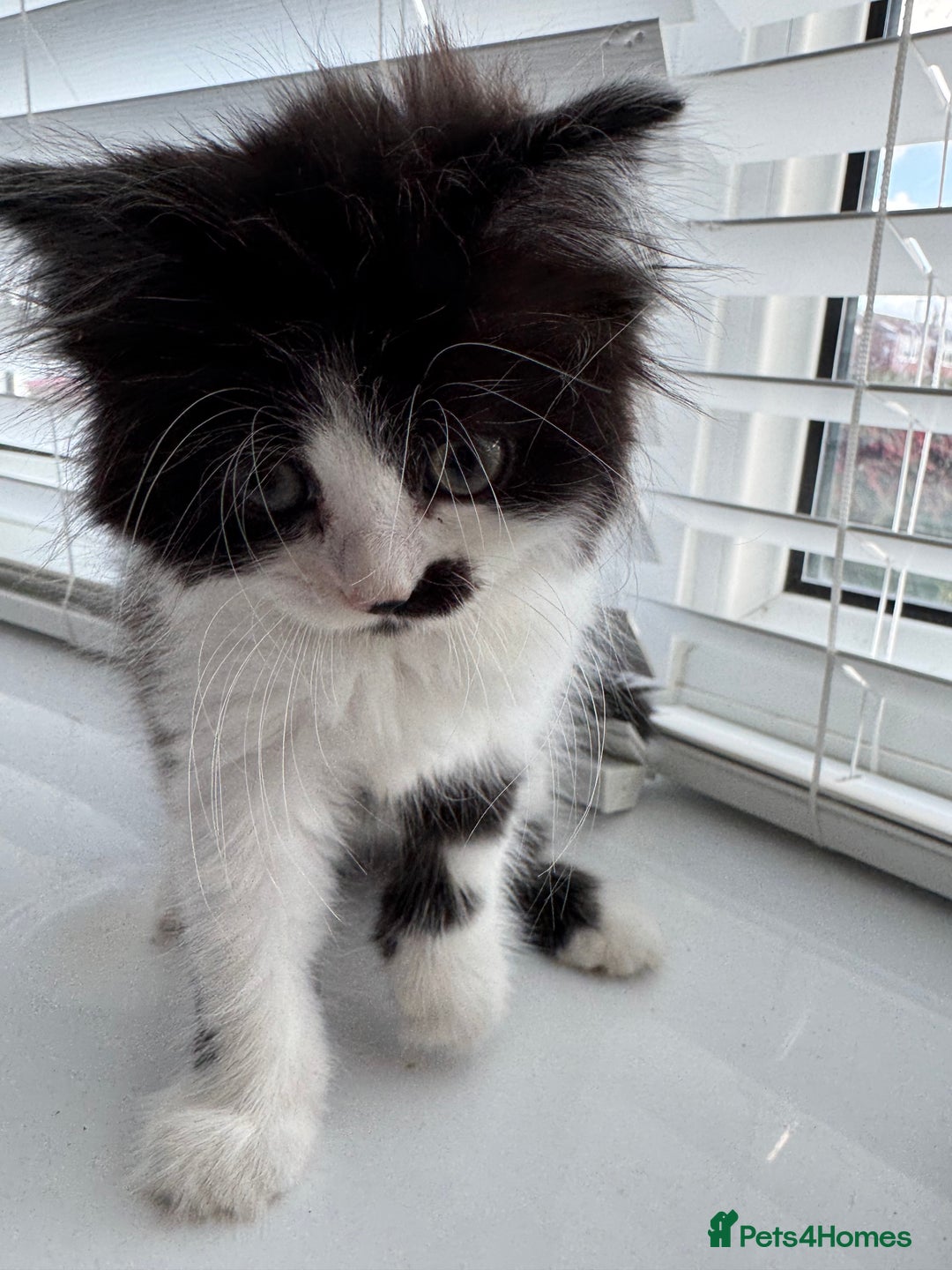 Ragdoll cats for sale: Female half ragdoll  - Image 9