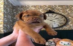 Dogue De Bordeaux dogs for sale: 6 stunning chunky Douge de Bordeux pups - Image 20