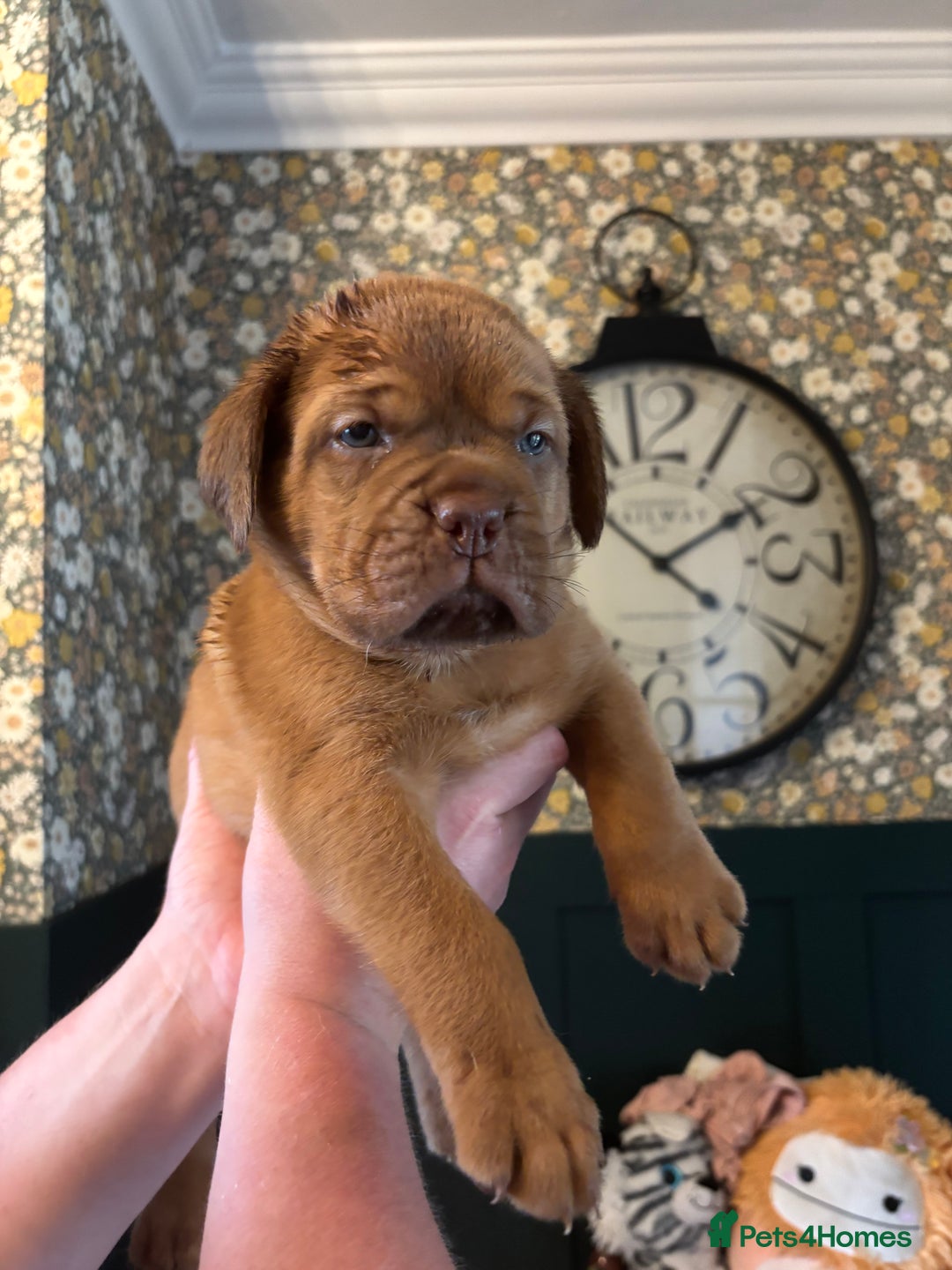 Dogue De Bordeaux dogs for sale: 6 stunning chunky Douge de Bordeux pups - Image 20