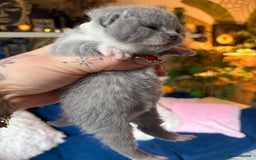 British Shorthair cats for sale: Outstanding kittens 😻 Champion line🥇🏆😻 - Image 33