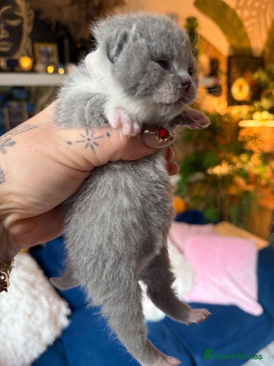 British Shorthair cats for sale: Outstanding kittens 😻 Champion line🥇🏆😻 - Image 33