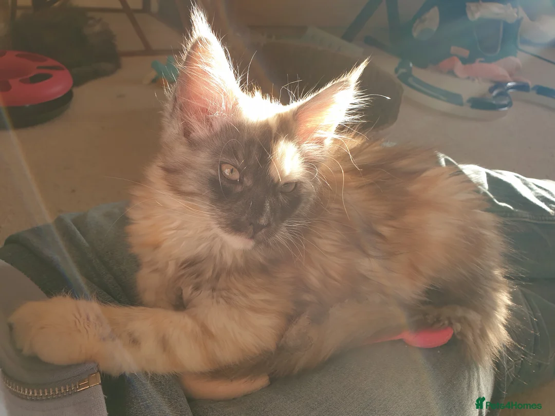 Maine Coon cats for sale: Maine coon girl 💛💙 - Advert 8