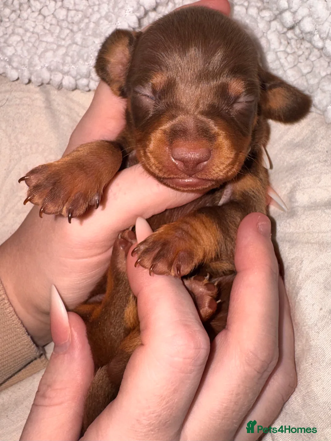 Miniature Dachshund dogs for sale: Because dachshund babies - Advert 10