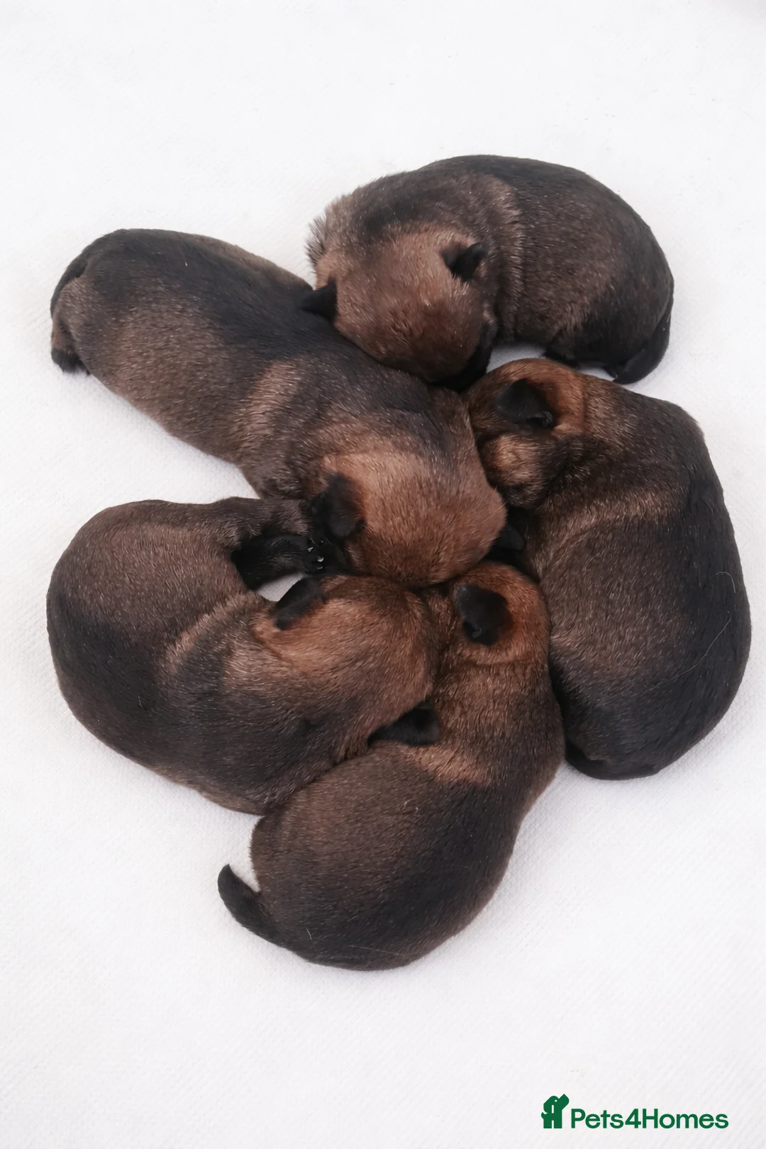 Border Terrier dogs for sale: Pedigree Border Terrier Puppies - Advert 1