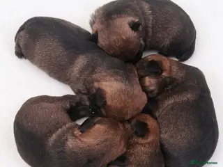 Border Terrier dogs Pedigree Border Terrier Puppies - Advert 3