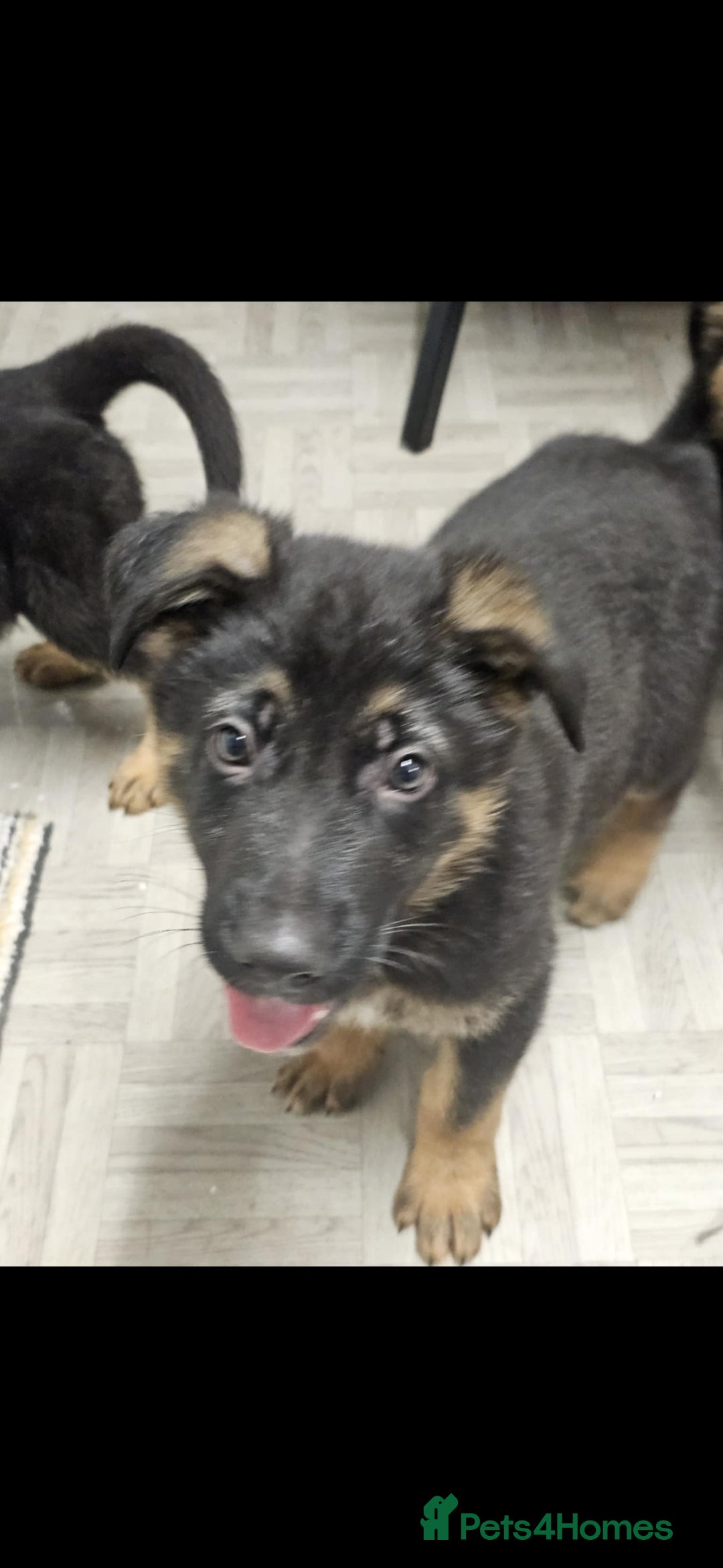 German Shepherd dogs for sale: Chunky German shepherd puppies for sale  - Advert 8