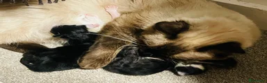Ragdoll 3