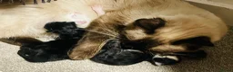 Mixed Breed cats for sale: Four Stunning Ragdoll x Ragamuffin kittens  - Advert 11