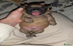 Mixed Breed dogs for sale: Adorable Bull Bordeaux Puppies  - Image 9