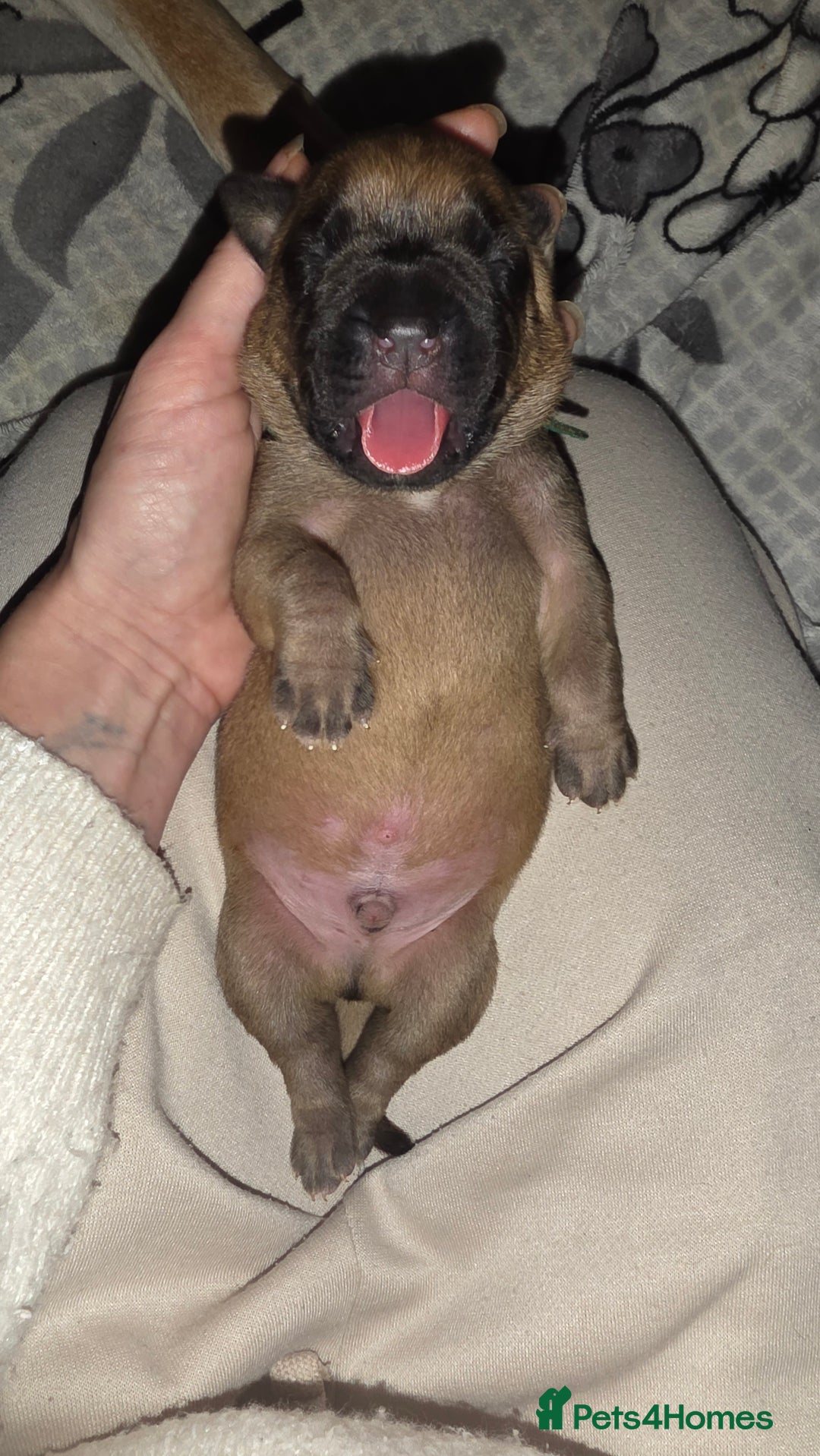 Mixed Breed dogs for sale: Adorable Bull Bordeaux Puppies  - Image 9